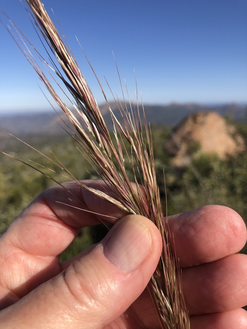 Giant Ricegrass photo 6