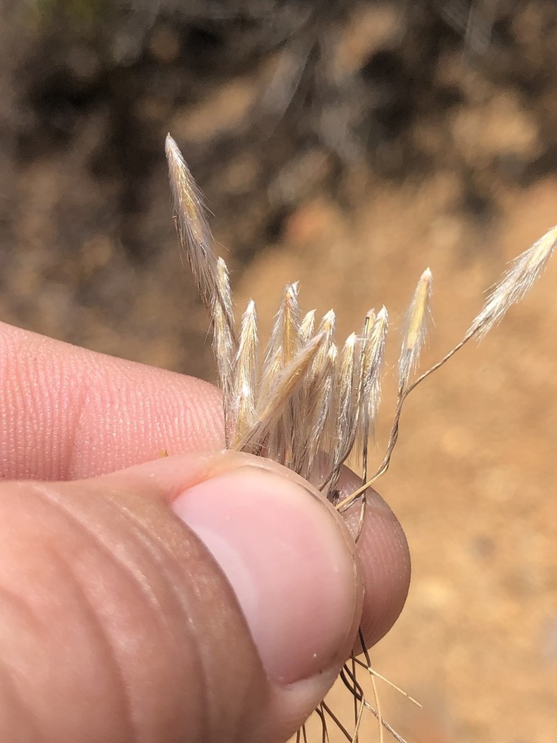 Giant Ricegrass photo 7