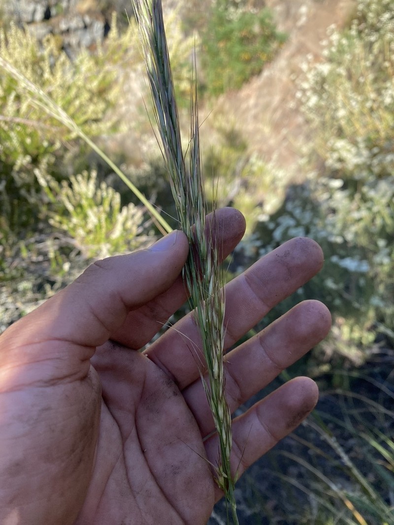 Giant Ricegrass photo 8