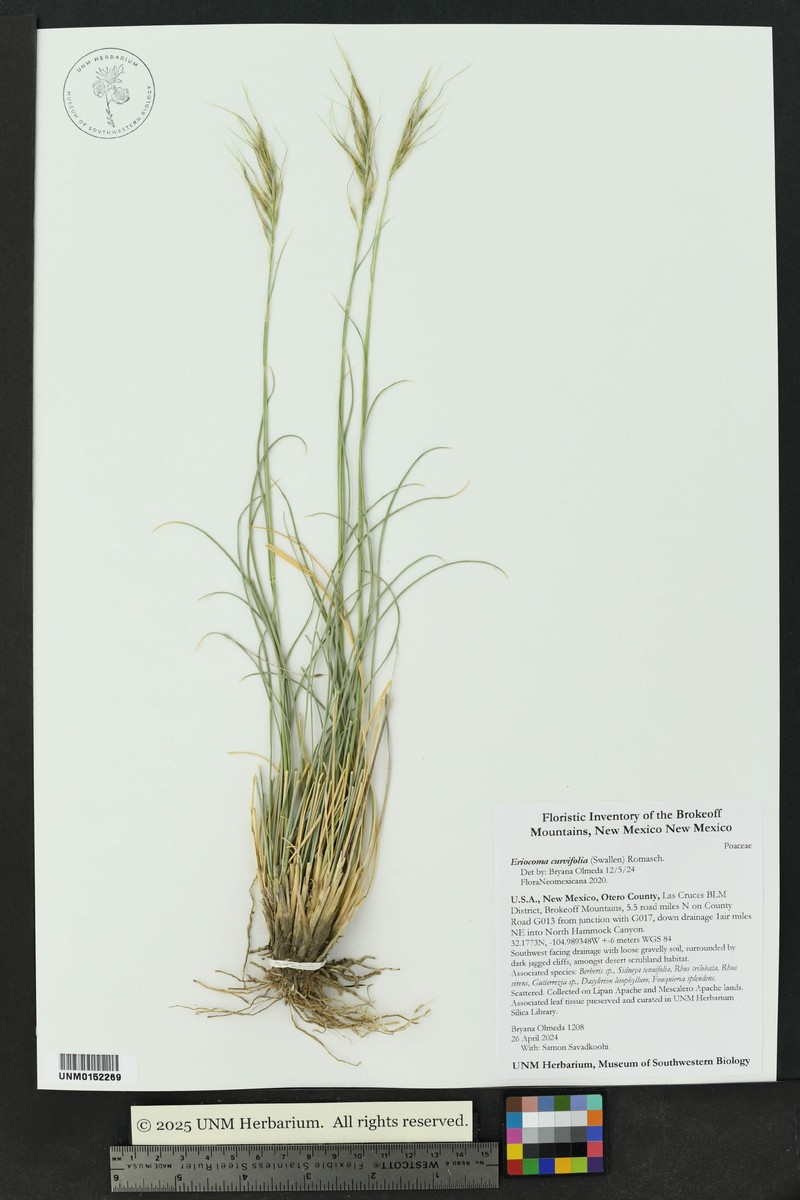 Guadalupe Ricegrass