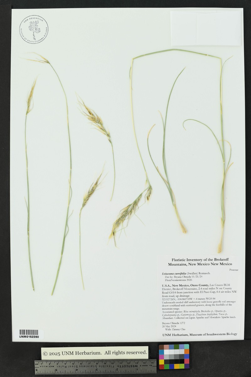Guadalupe Ricegrass photo 2