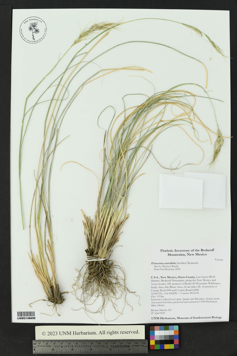 Guadalupe Ricegrass photo 3