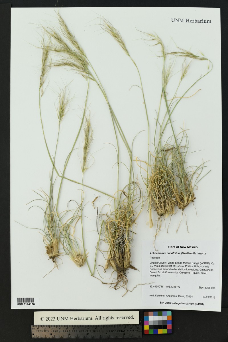 Guadalupe Ricegrass photo 4