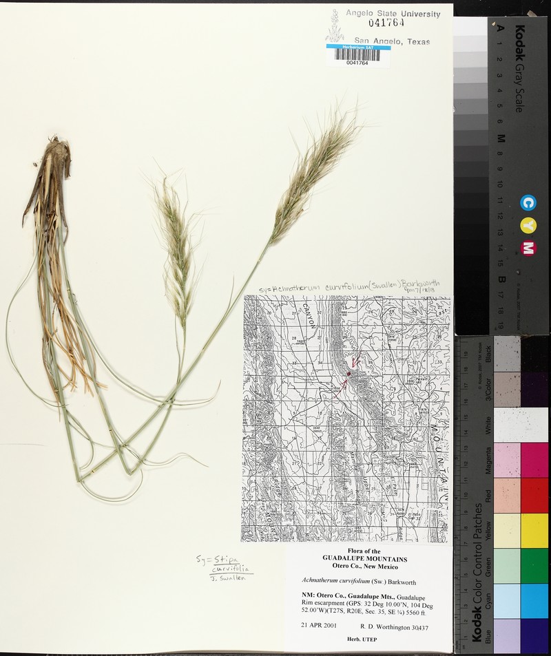 Guadalupe Ricegrass photo 5