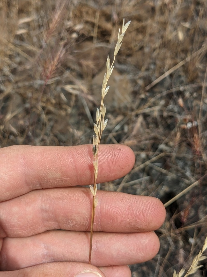 Henderson's Needlegrass photo 2
