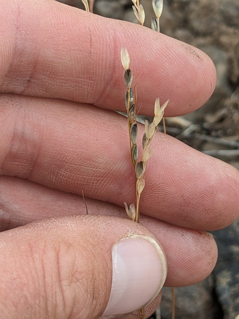Henderson's Needlegrass photo 5