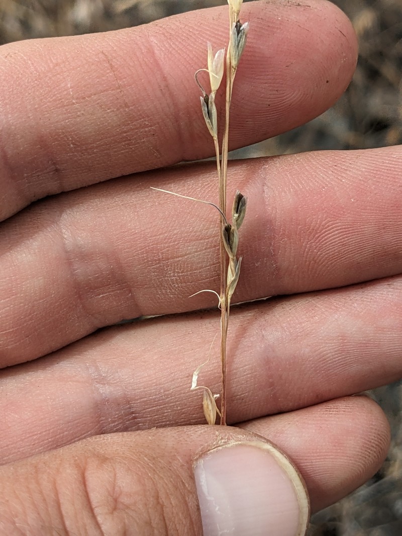 Henderson's Needlegrass photo 6