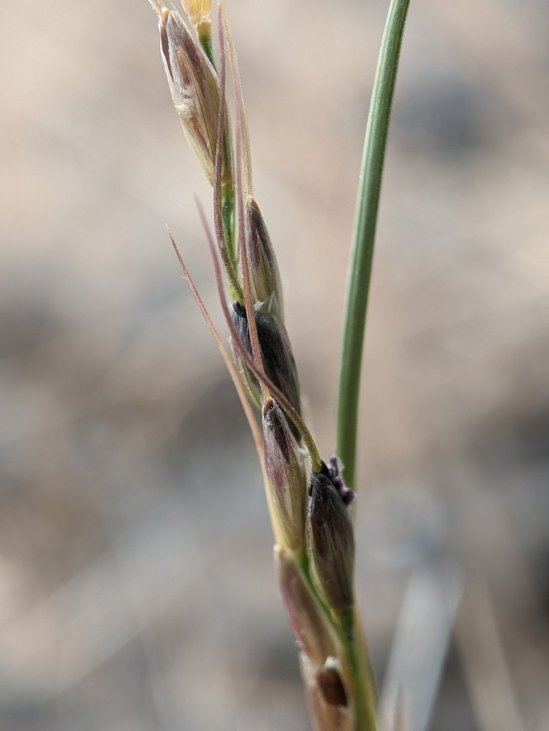 Henderson's Needlegrass photo 7