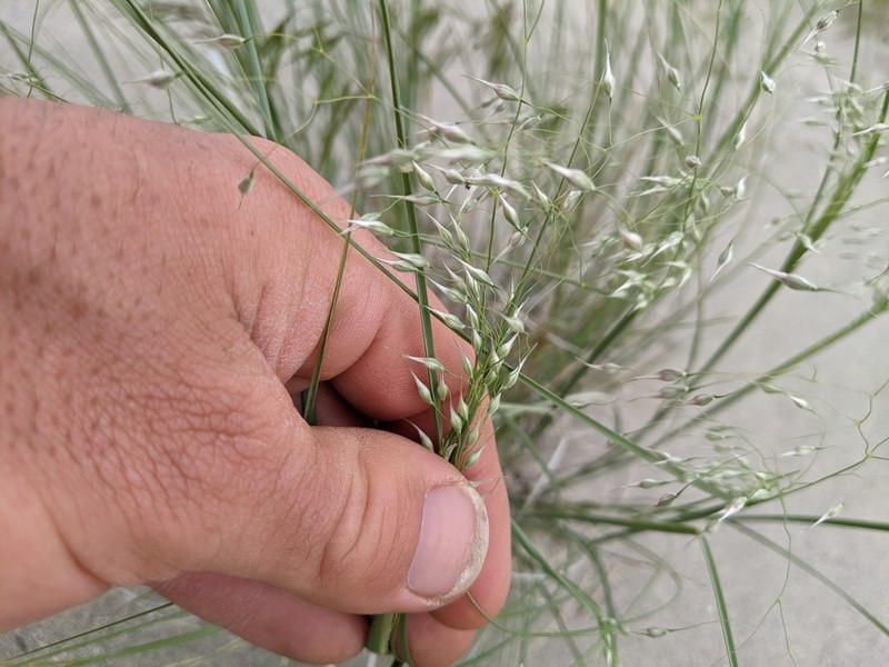 Indian Ricegrass