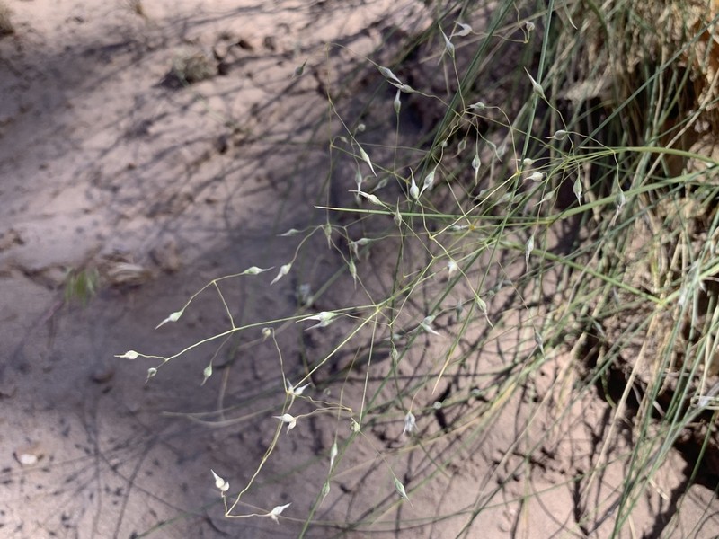 Indian Ricegrass photo 2