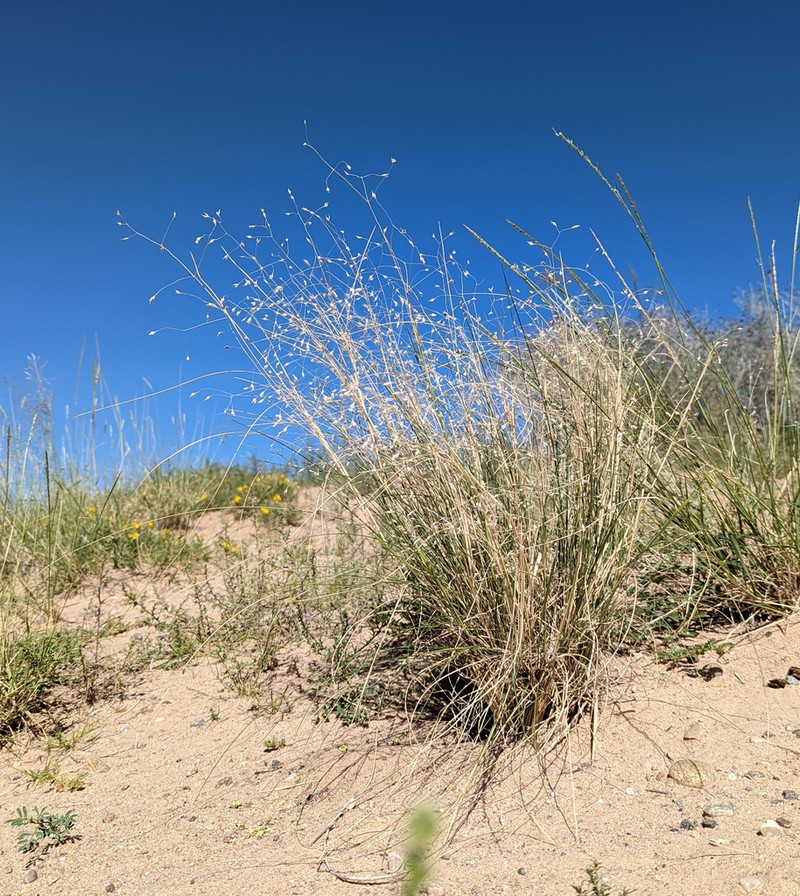 Indian Ricegrass photo 3