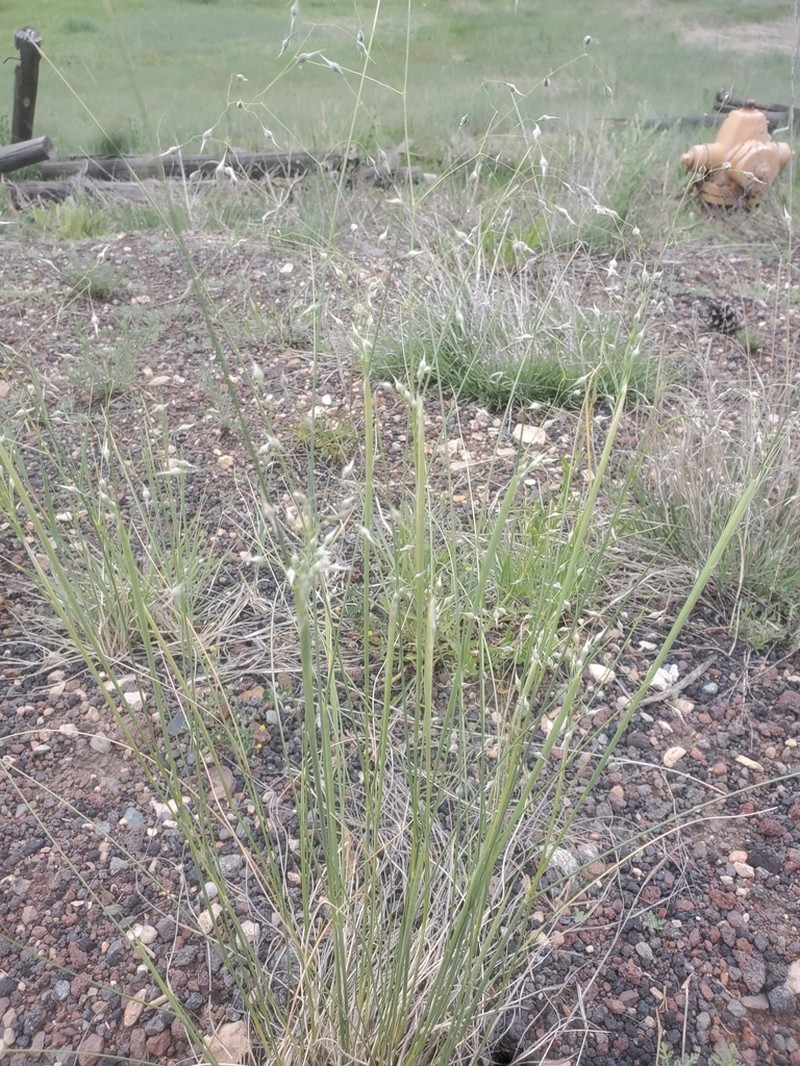 Indian Ricegrass photo 4