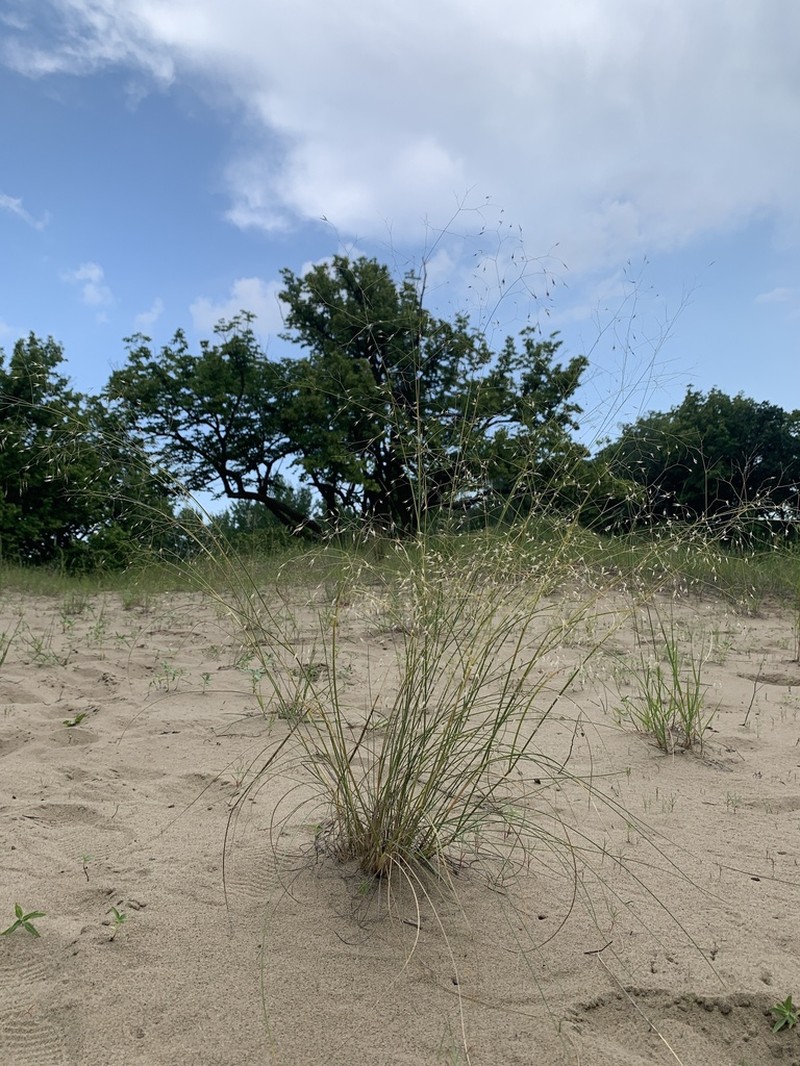 Indian Ricegrass photo 5