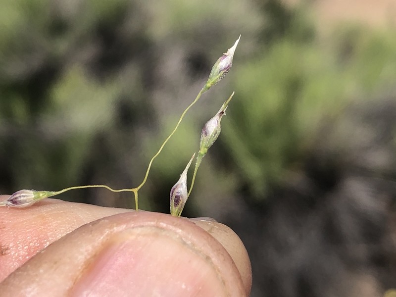Indian Ricegrass photo 6