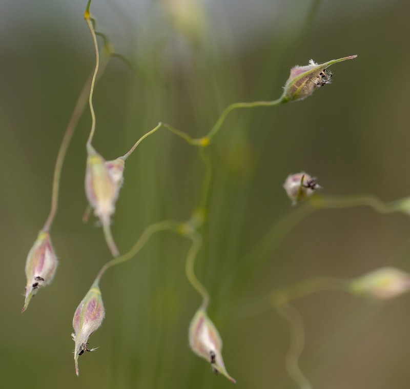 Indian Ricegrass photo 7