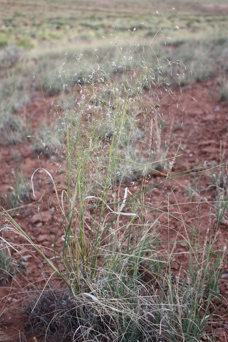 Indian Ricegrass photo 8