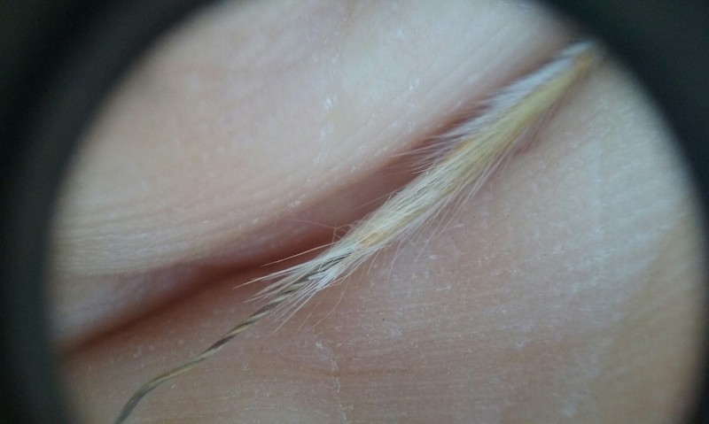Sierra Needlegrass