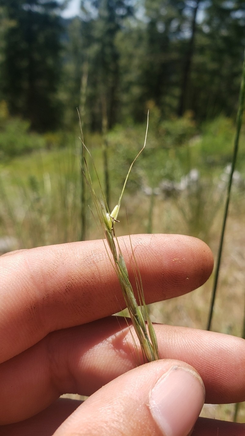 Lemmon's Needlegrass