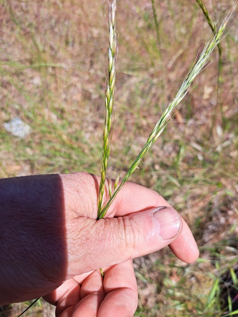 Lemmon's Needlegrass photo 2