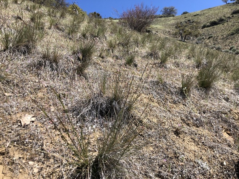 Lemmon's Needlegrass photo 3