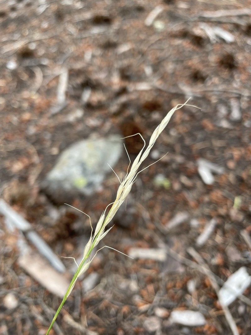 Lemmon's Needlegrass photo 4
