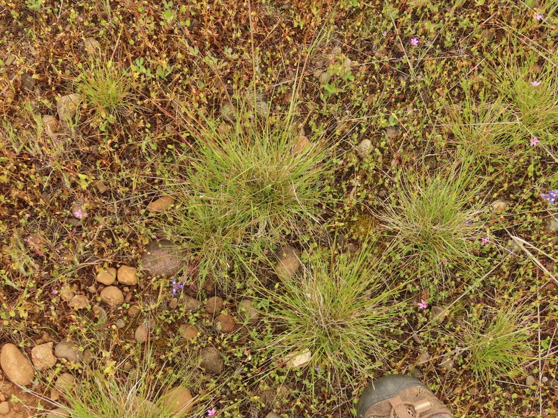 Lemmon's Needlegrass photo 5