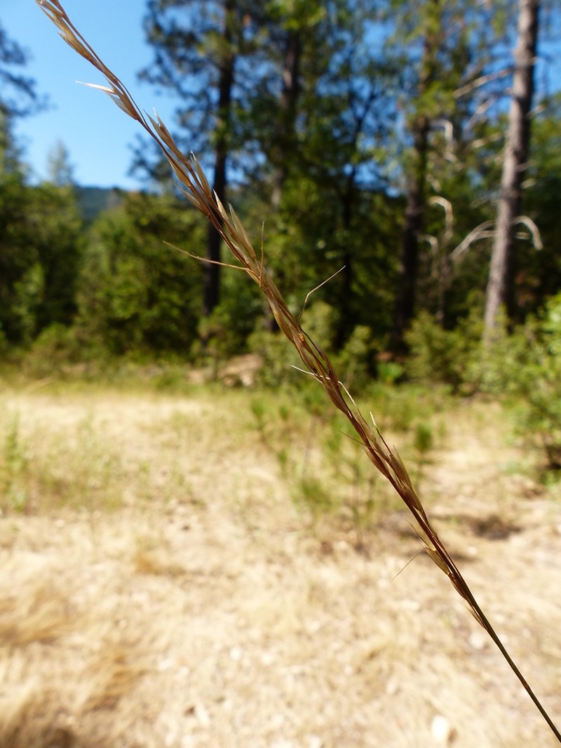Lemmon's Needlegrass photo 6