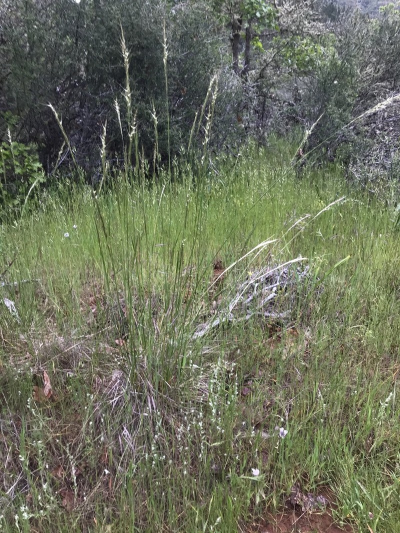 Lemmon's Needlegrass photo 7