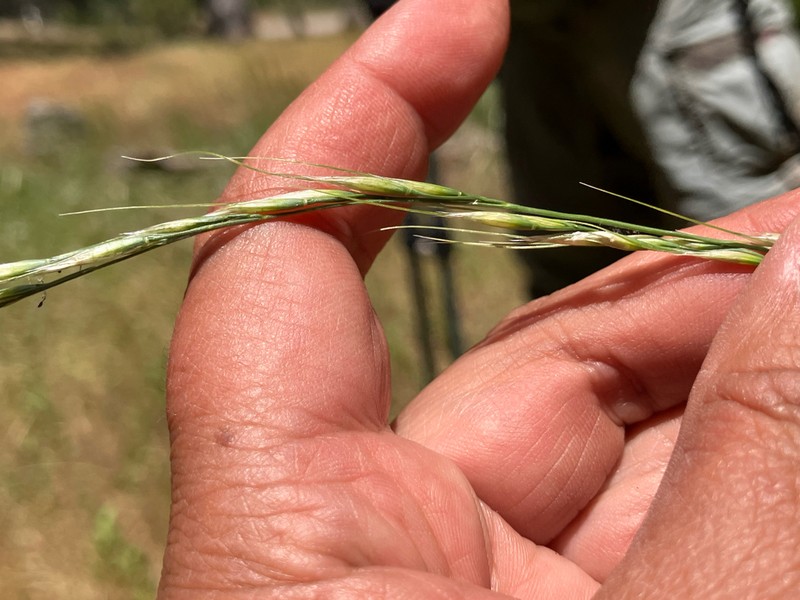 Lemmon's Needlegrass photo 8