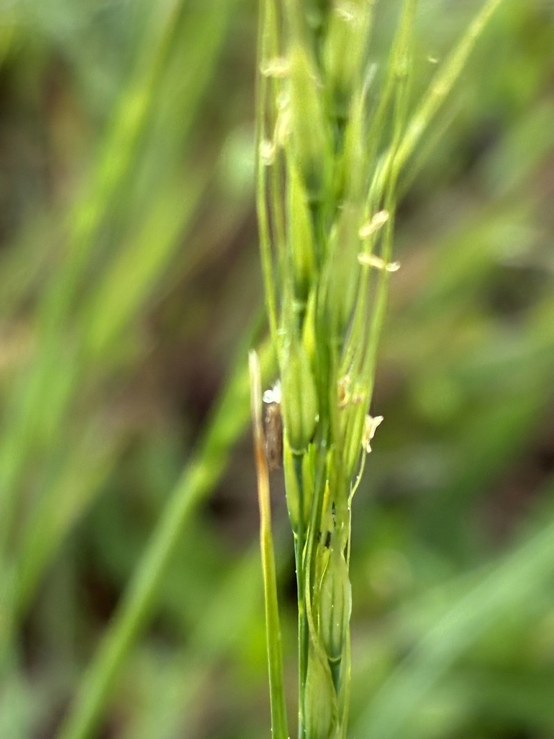 Eriocoma lemmonii subsp. lemmonii