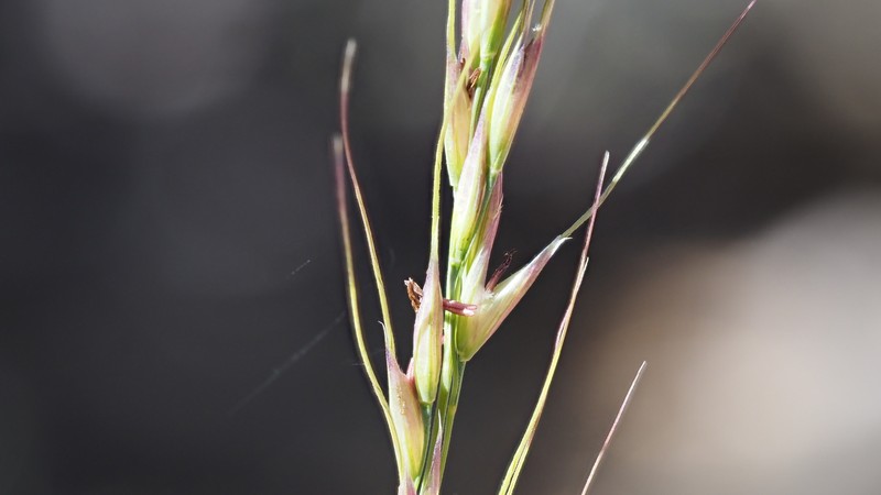 Eriocoma lemmonii subsp. lemmonii photo 2