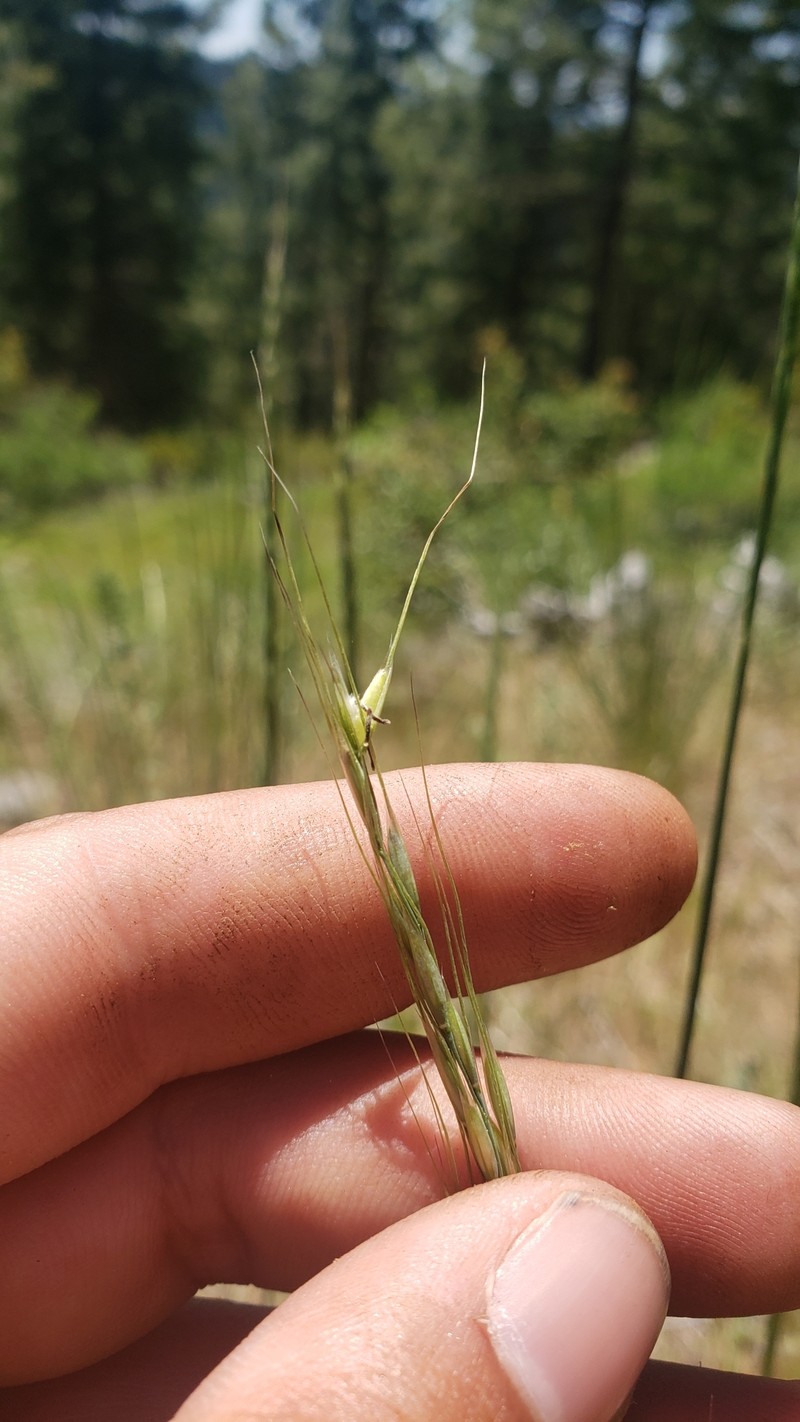 Eriocoma lemmonii subsp. lemmonii photo 3
