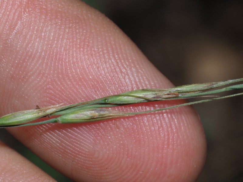 Eriocoma lemmonii subsp. lemmonii photo 4