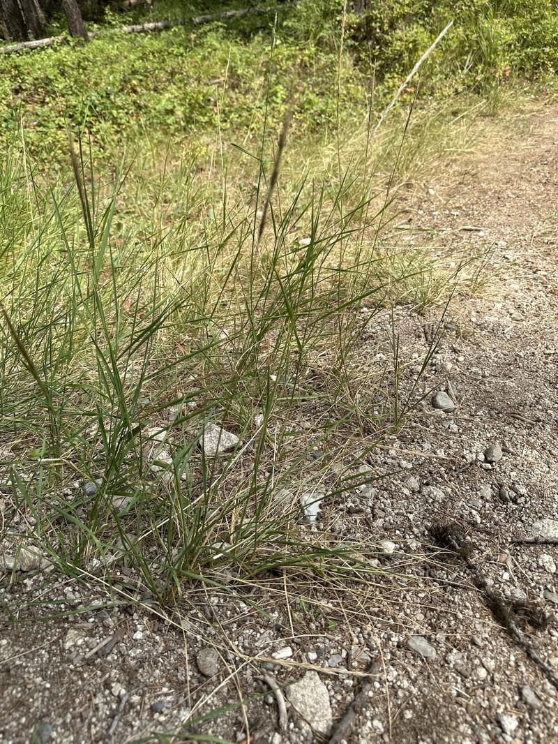 Eriocoma lemmonii subsp. lemmonii photo 5