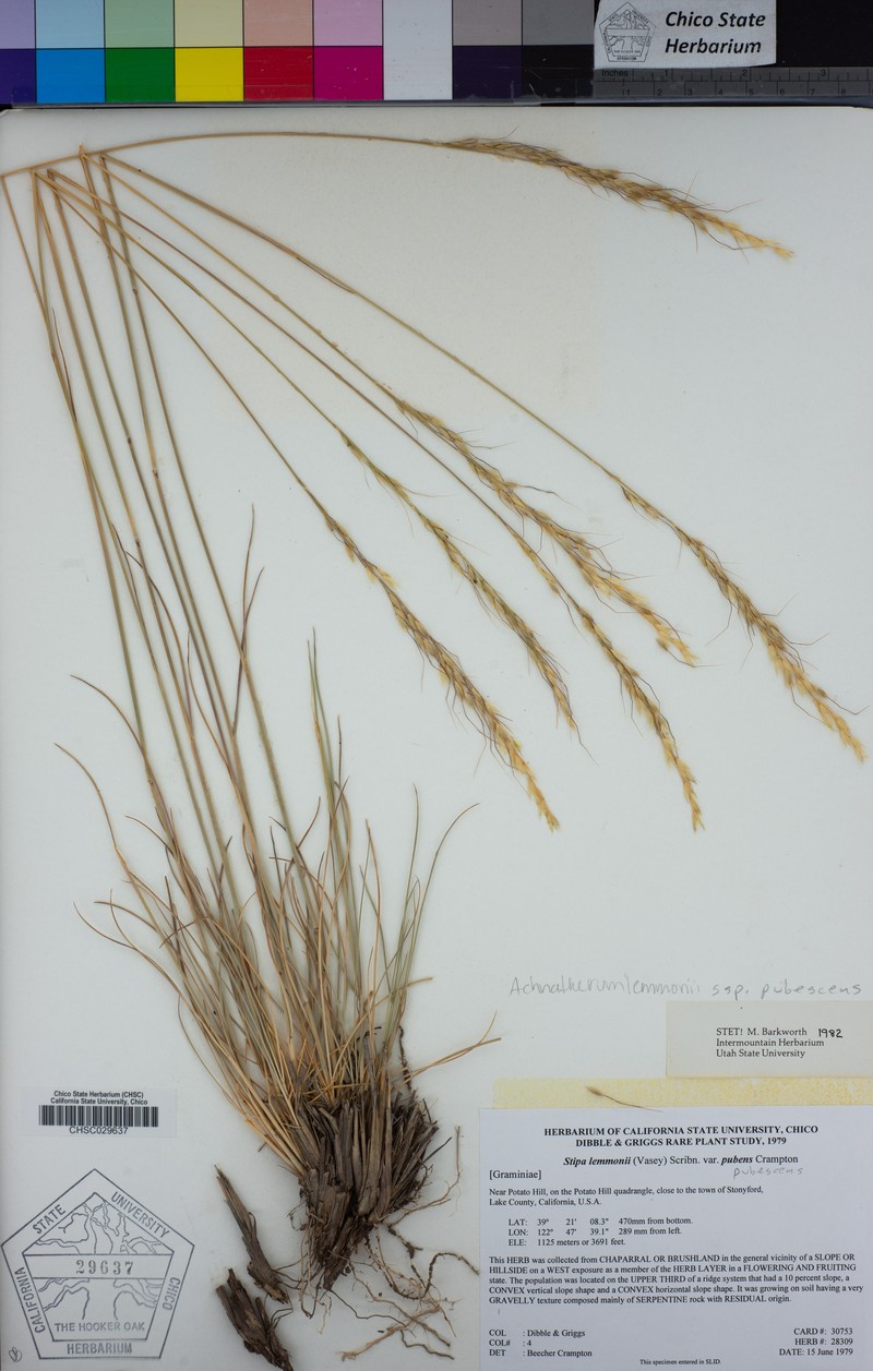 Eriocoma lemmonii subsp. pubescens