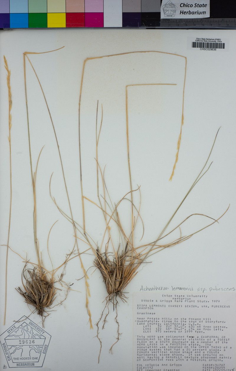 Eriocoma lemmonii subsp. pubescens photo 2