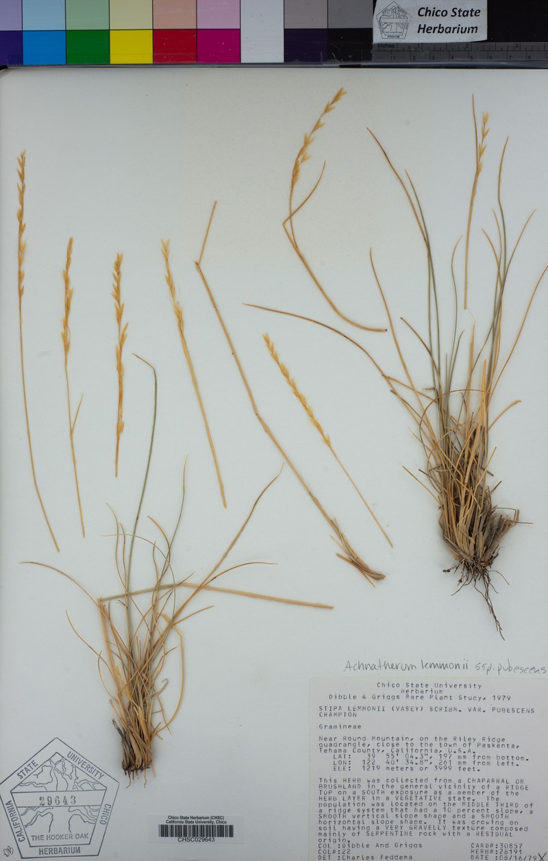 Eriocoma lemmonii subsp. pubescens photo 3