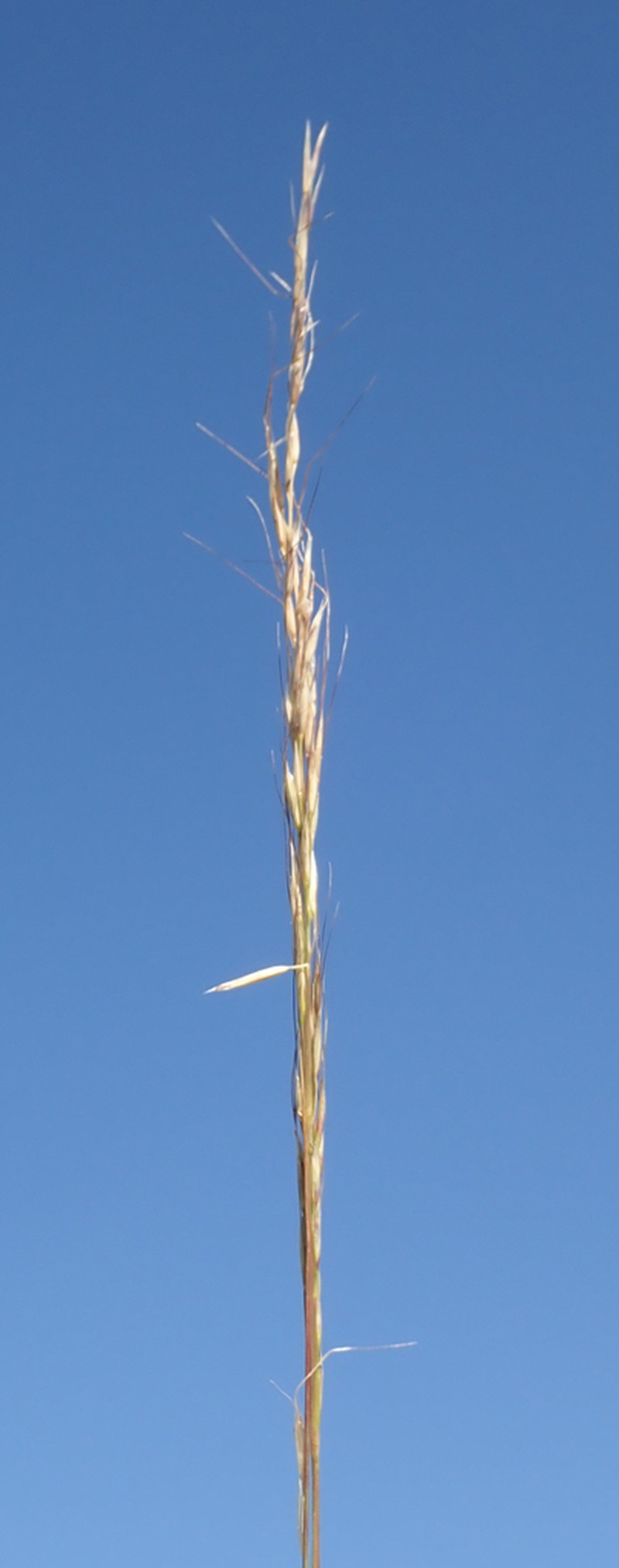 Letterman's Needlegrass