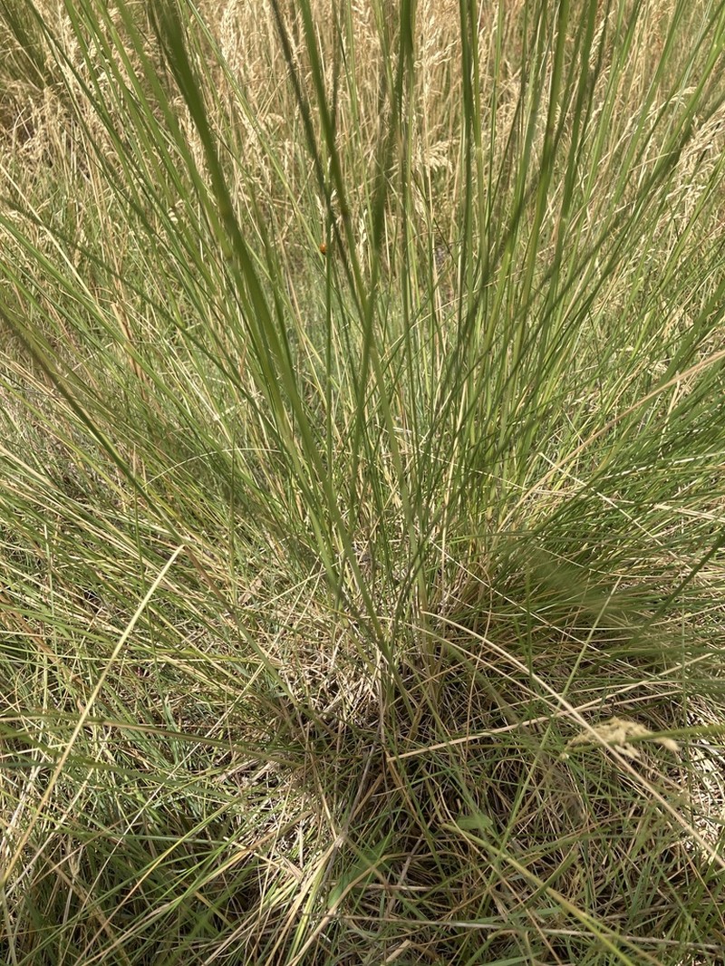 Letterman's Needlegrass photo 2
