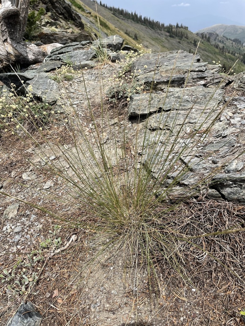 Letterman's Needlegrass photo 3