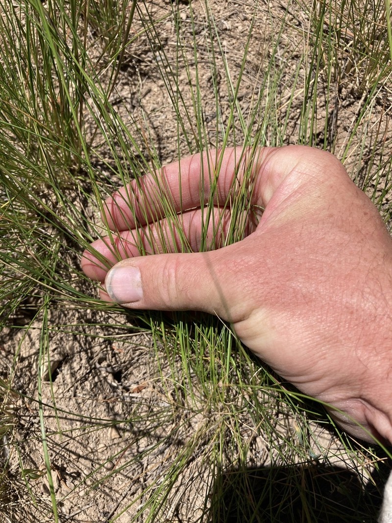 Letterman's Needlegrass photo 4