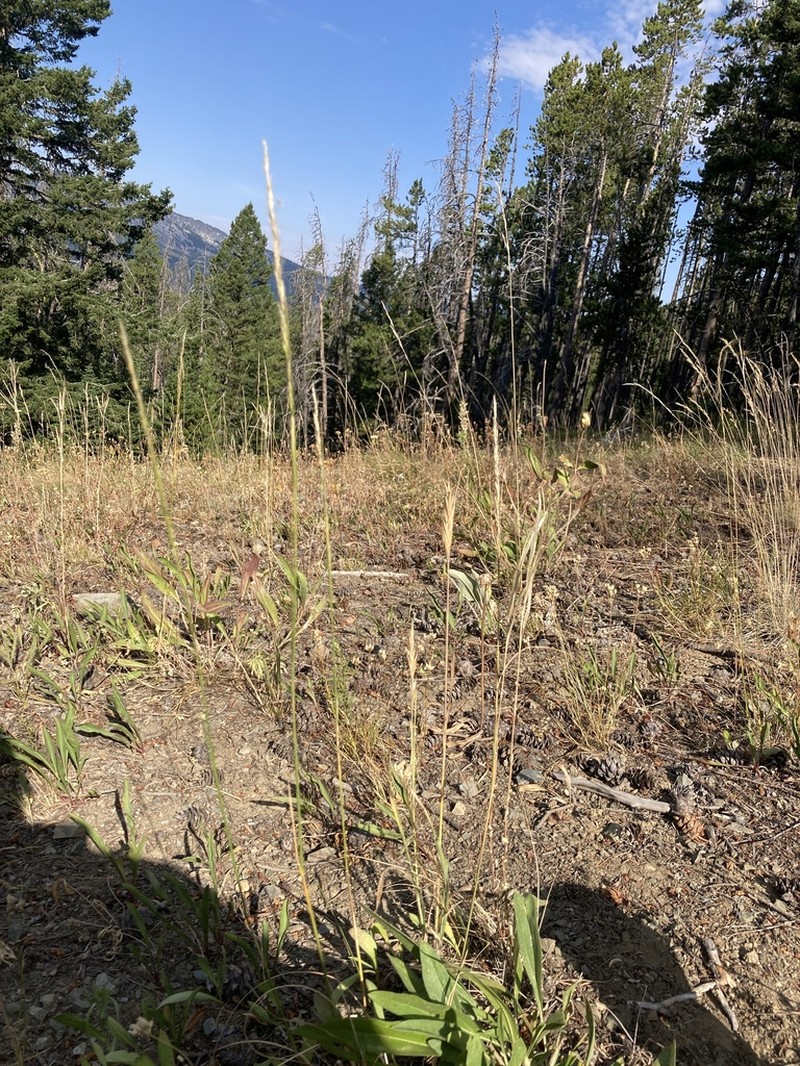 Letterman's Needlegrass photo 5