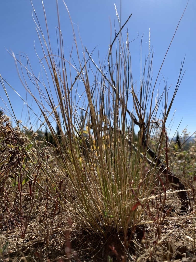 Letterman's Needlegrass photo 6