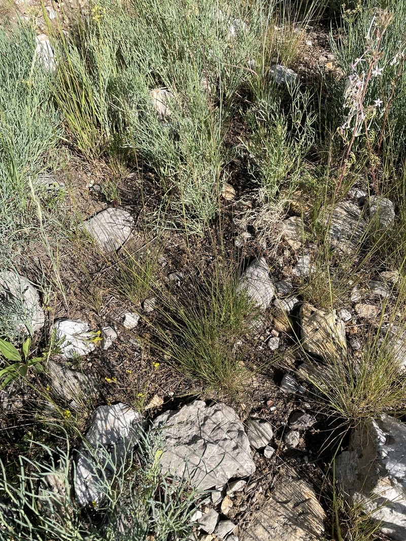 Letterman's Needlegrass photo 7