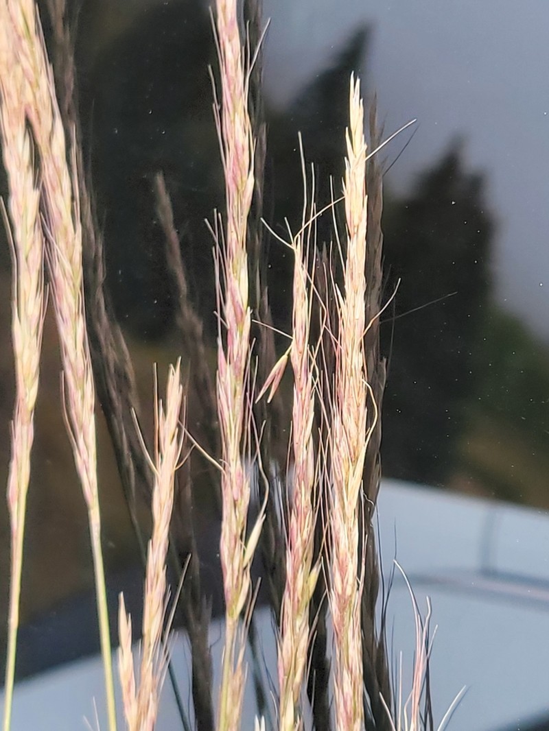 Letterman's Needlegrass photo 8