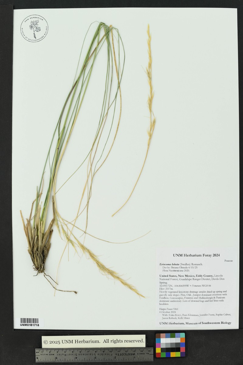 Littleawn Needlegrass
