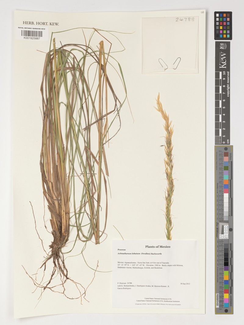 Littleawn Needlegrass photo 2