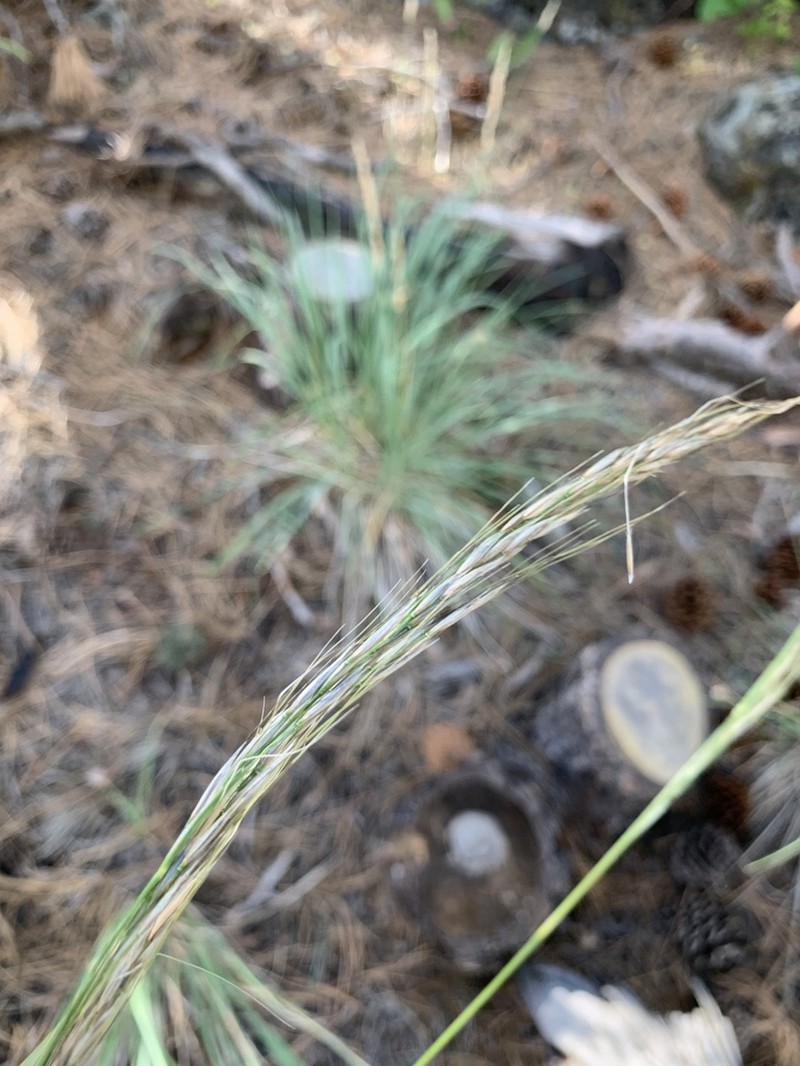 Columbia Needlegrass