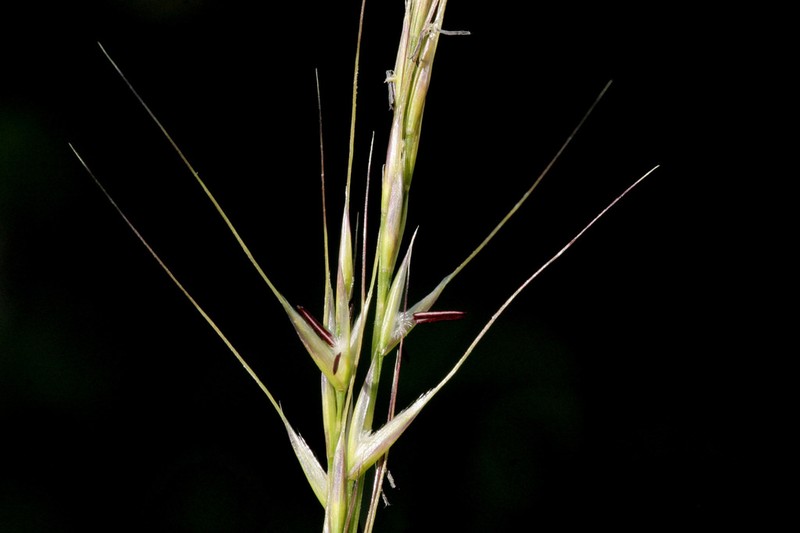 Columbia Needlegrass photo 2