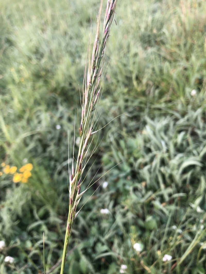 Columbia Needlegrass photo 3